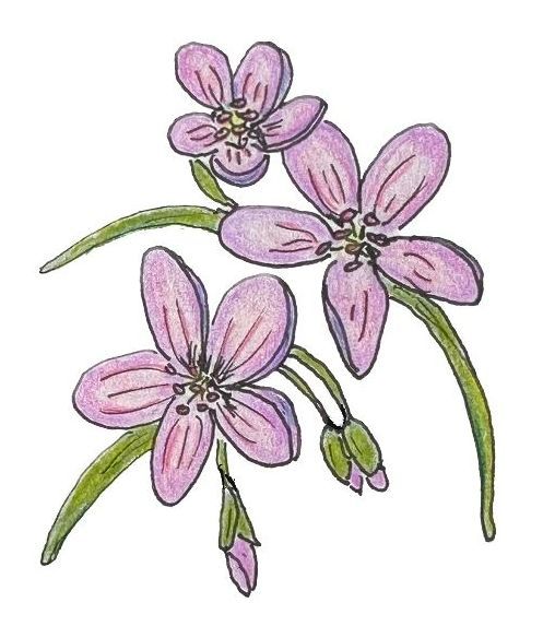 Drawing of a pink-purple wildflower called spring beauty by Lisa Meyers McClintick.