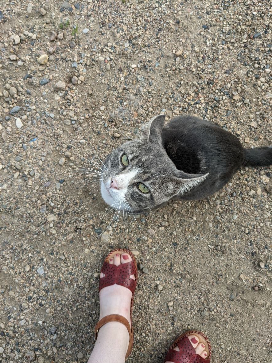 Friendly-cat-hanging-around-the-office-at-the-Pope/Douglas-Solid-Waste-Management's-Hoffman,-Minn.,-site.