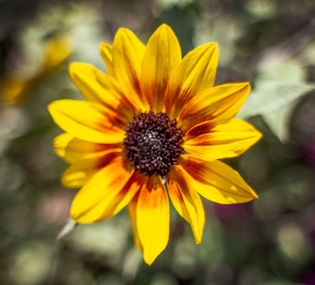 A-sunflower-variation-grows-Sept.-11,-2022,-at-Munsinger-and-Clemens-Gardens-in-St.-Cloud.-(Colleen-Harrison-for-The-Optimist)