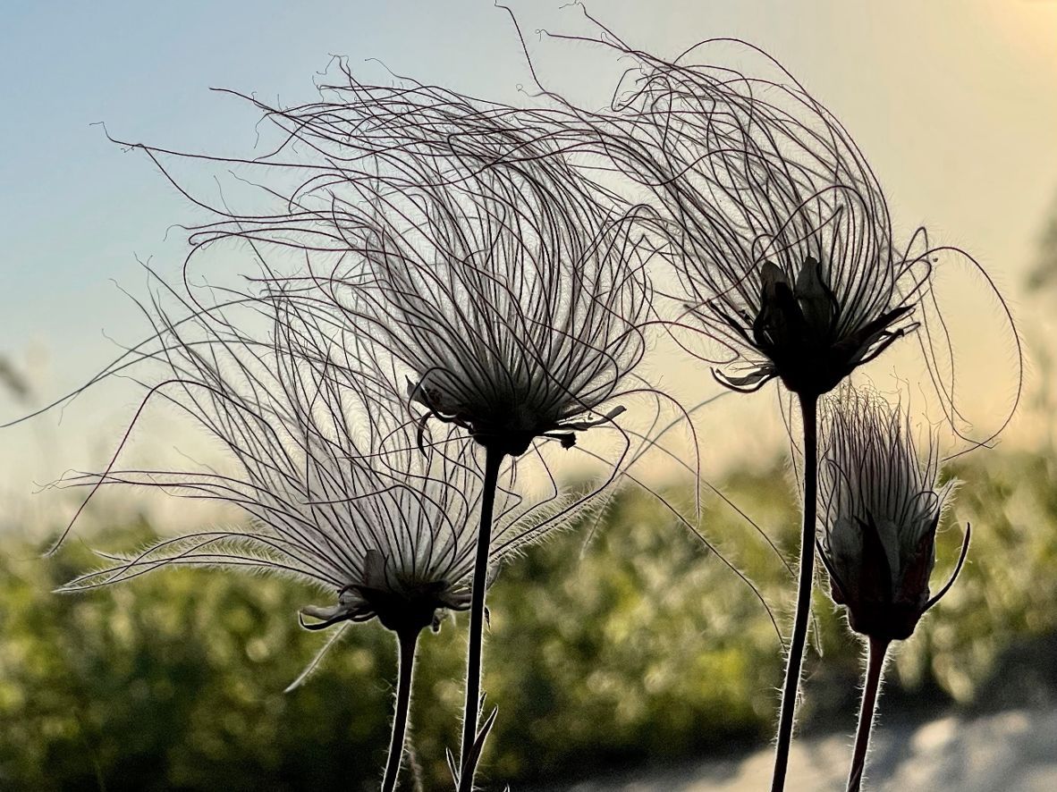 Prairie Smoke seed heads at Sherburne National Wildlife Refuge (Courtesy of Lisa Meyers McClintick)