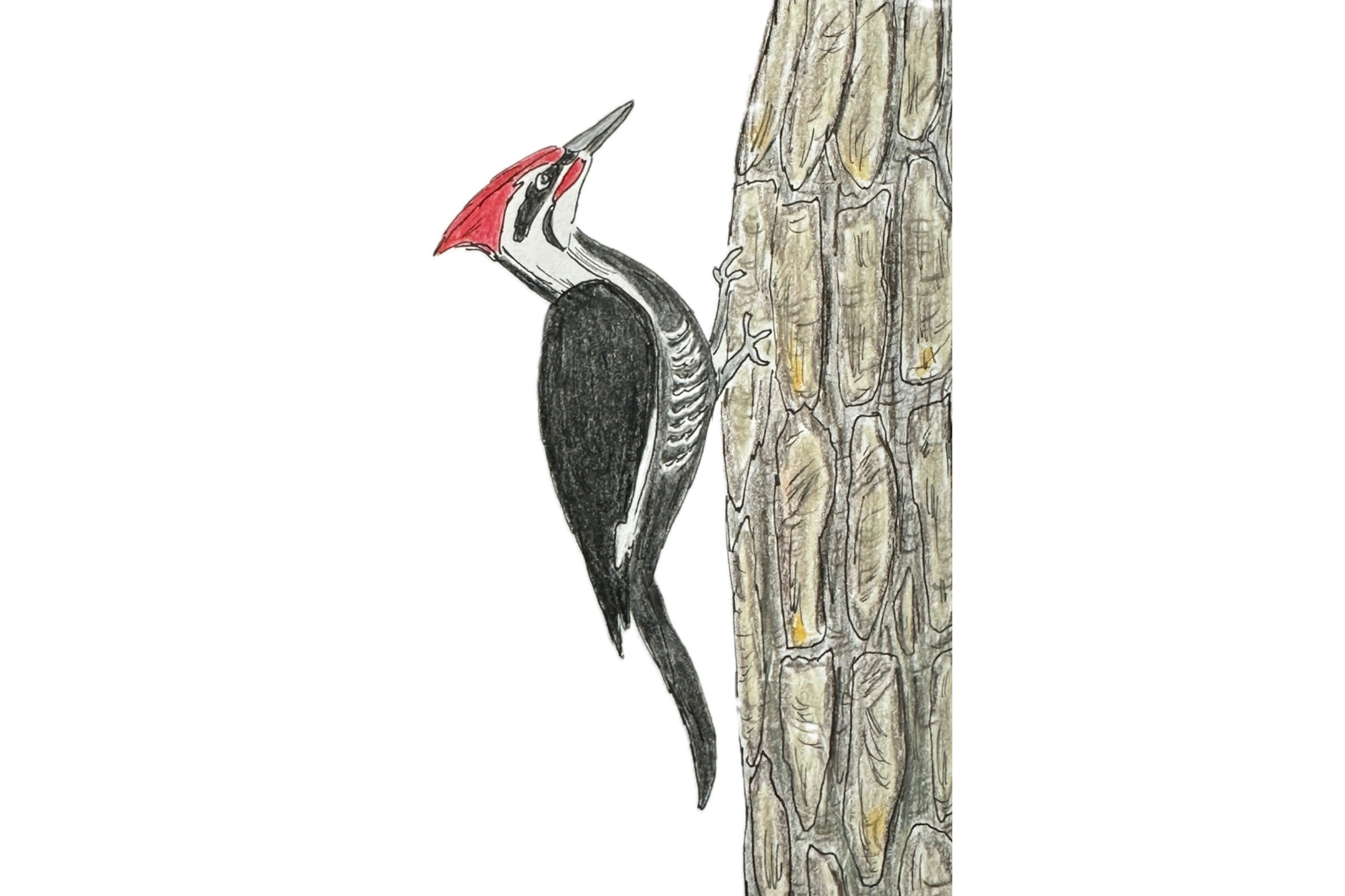 A pileated woodpecker pecks at a tree. The bird has red on its head, and black and white on its body. 