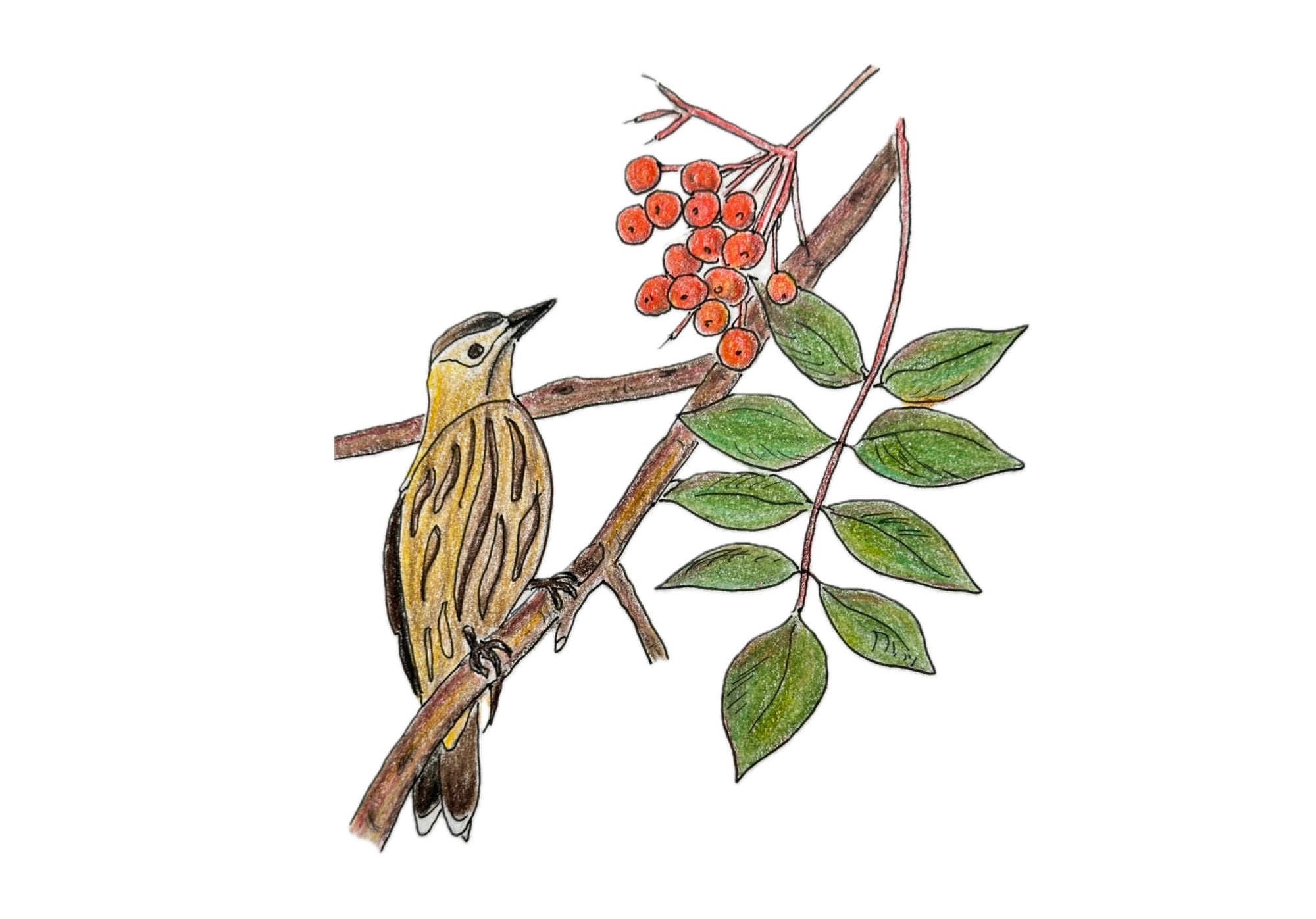A mountain ash branch is brown with green leaves and orange-red berries. A cedar waxwing perches on the branch. It is tan and black in color. 