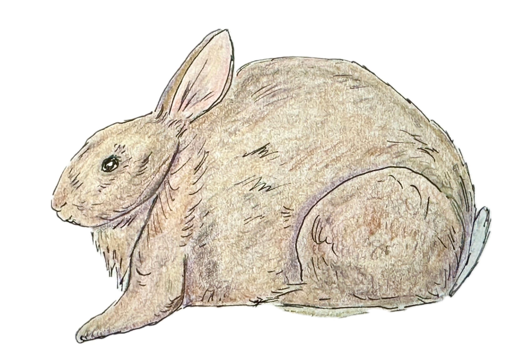 A light brown rabbit is seen. 