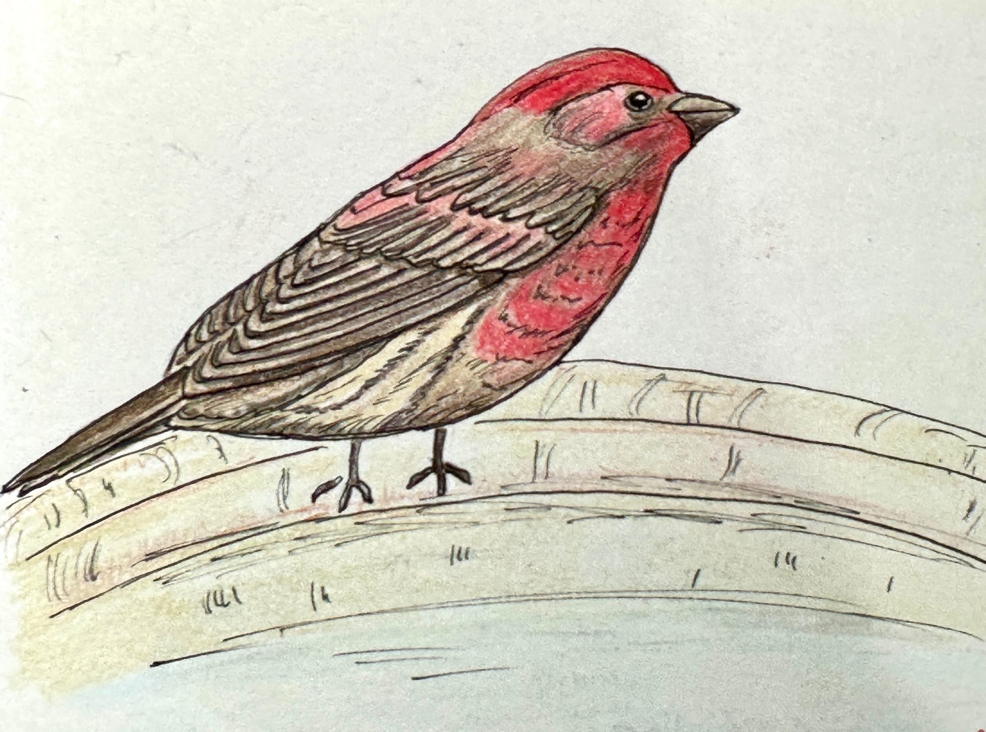 A house finch sits on the edge of a birdbath. The bird is brown with red on its head and chest. 