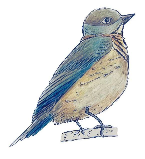 Bluebird drawing by Lisa Meyers McClintick. 