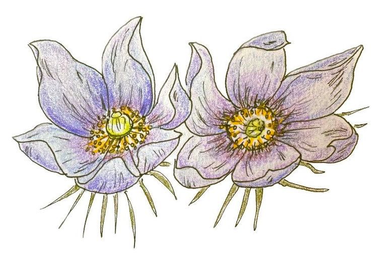 Drawing of a purple feathery pasque flower by Lisa Meyers McClintick.