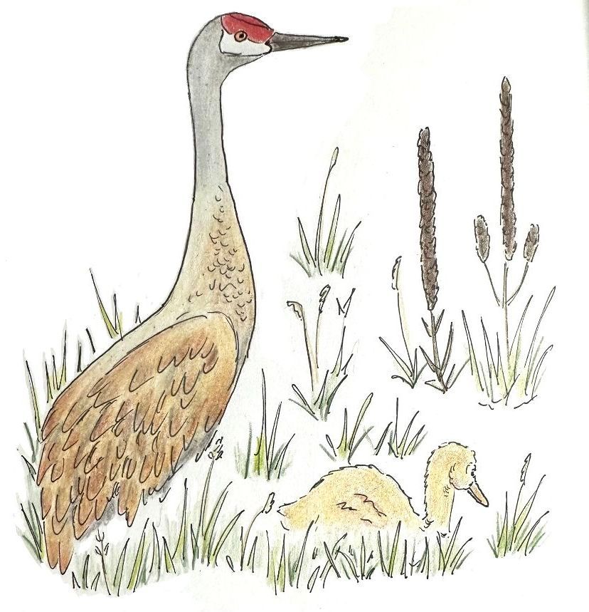 Drawing of a sandhill crane and colt by Lisa Meyers McClintick