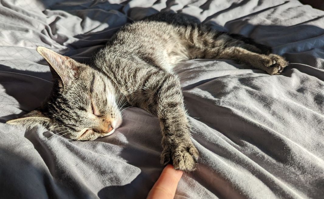 Small grey kitten sleeps on a grey comforter with her paw on a human finger