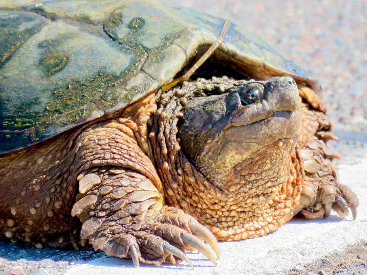 Snapping turtle (Courtesy of Lisa Meyers McClintick)