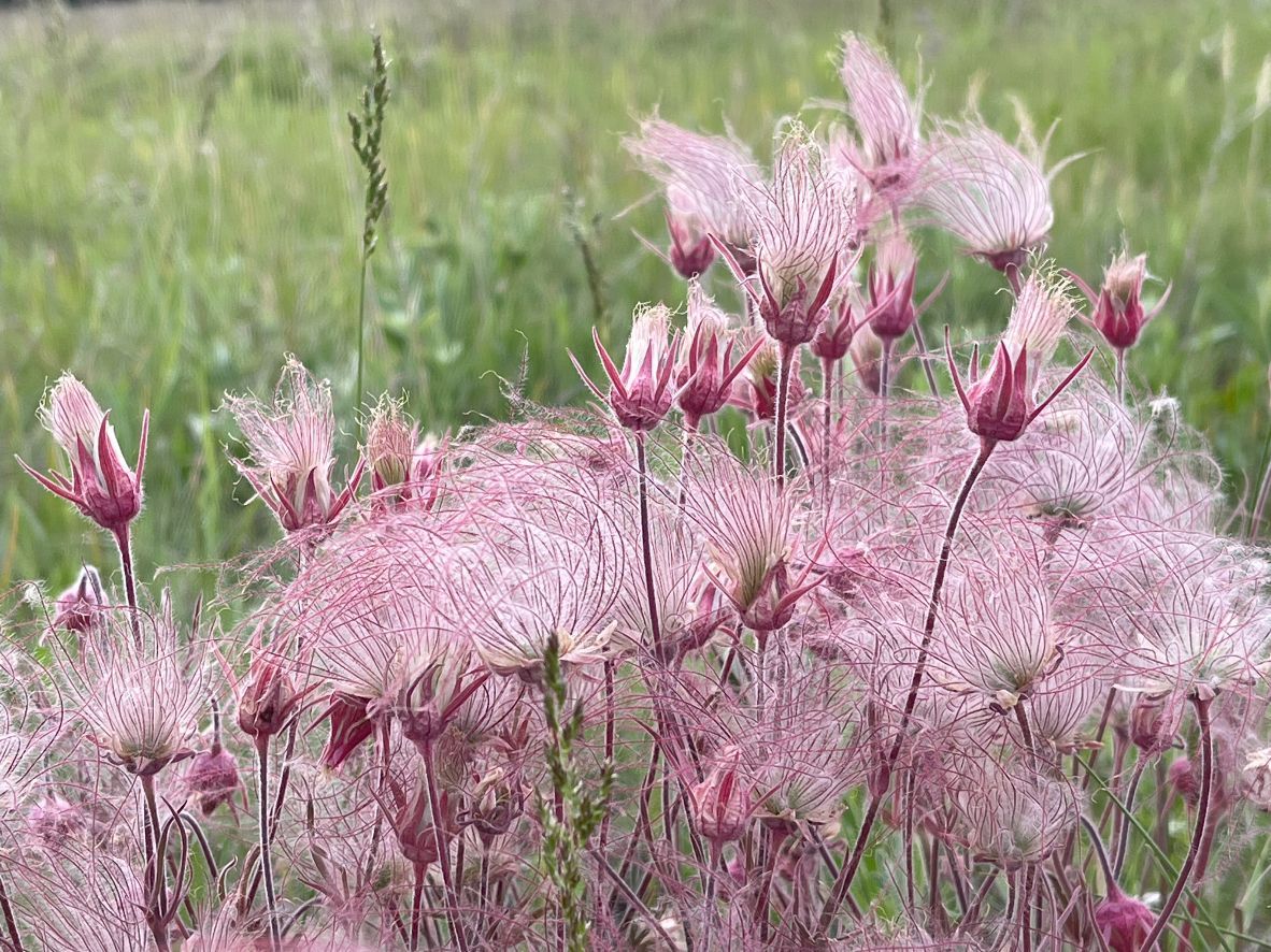 Wispy pink blossoms among grasses - Prairie Smoke at Sand Prairie Wildlife Management Area (Courtesy of Lisa Meyers McClintick)