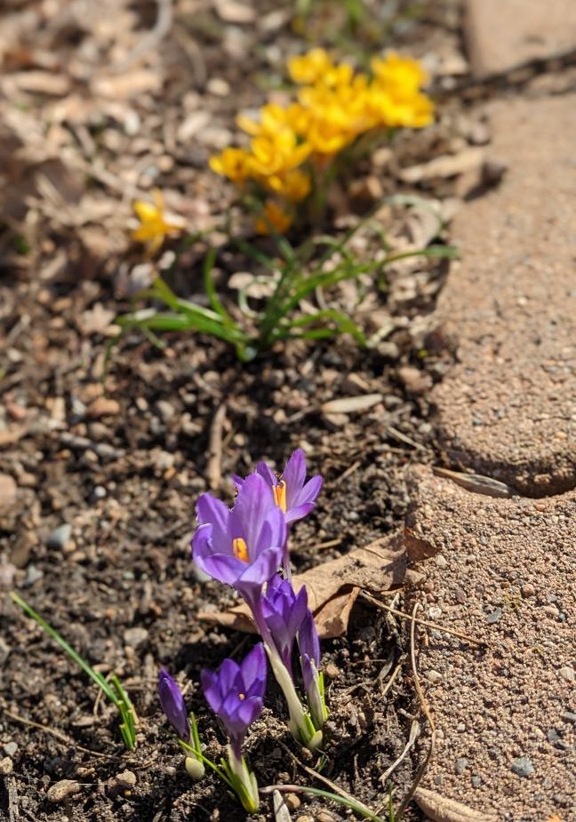 Purple and yellow crocuses bloom in a home garden. 