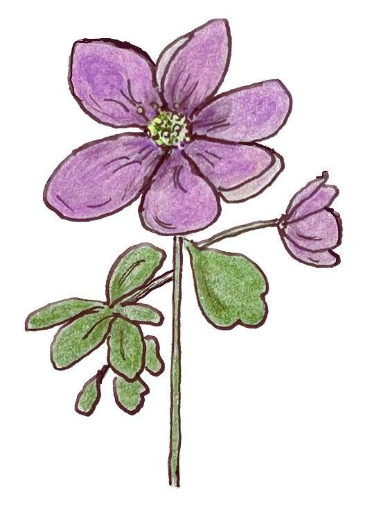 Drawing of a purple rue anemone with green stem and flower