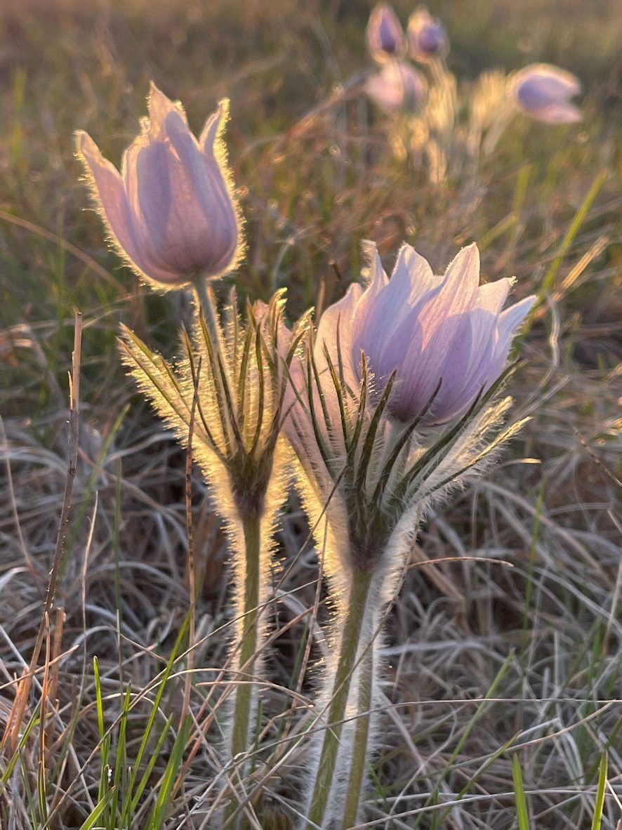 Sunlit image of two pasque flowers by Lisa Meyers McClintick