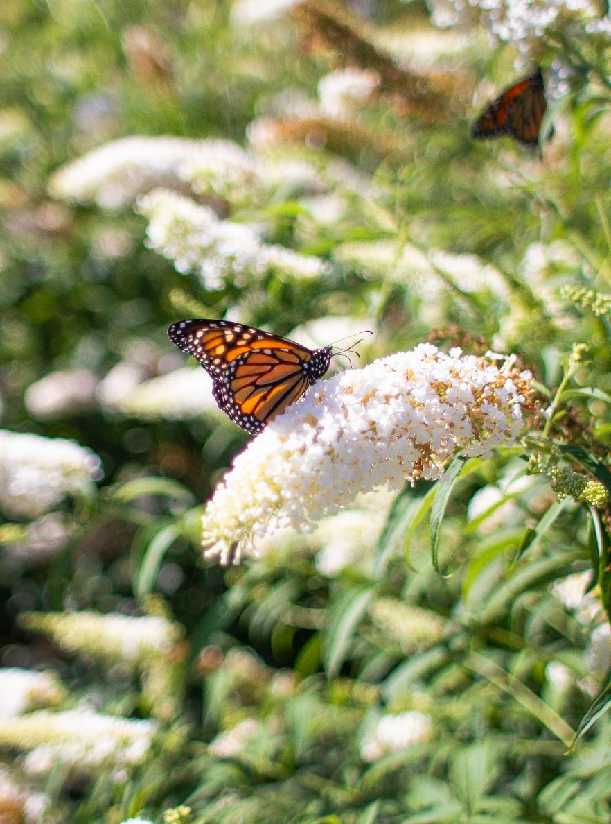 Monarch-butterfly-feeds-on-Sunday,-Sept.-11,-2022,-at-Munsinger-and-Clemens-Gardens-in-St.-Cloud.-(Colleen-Harrison-for-The-Optimist)