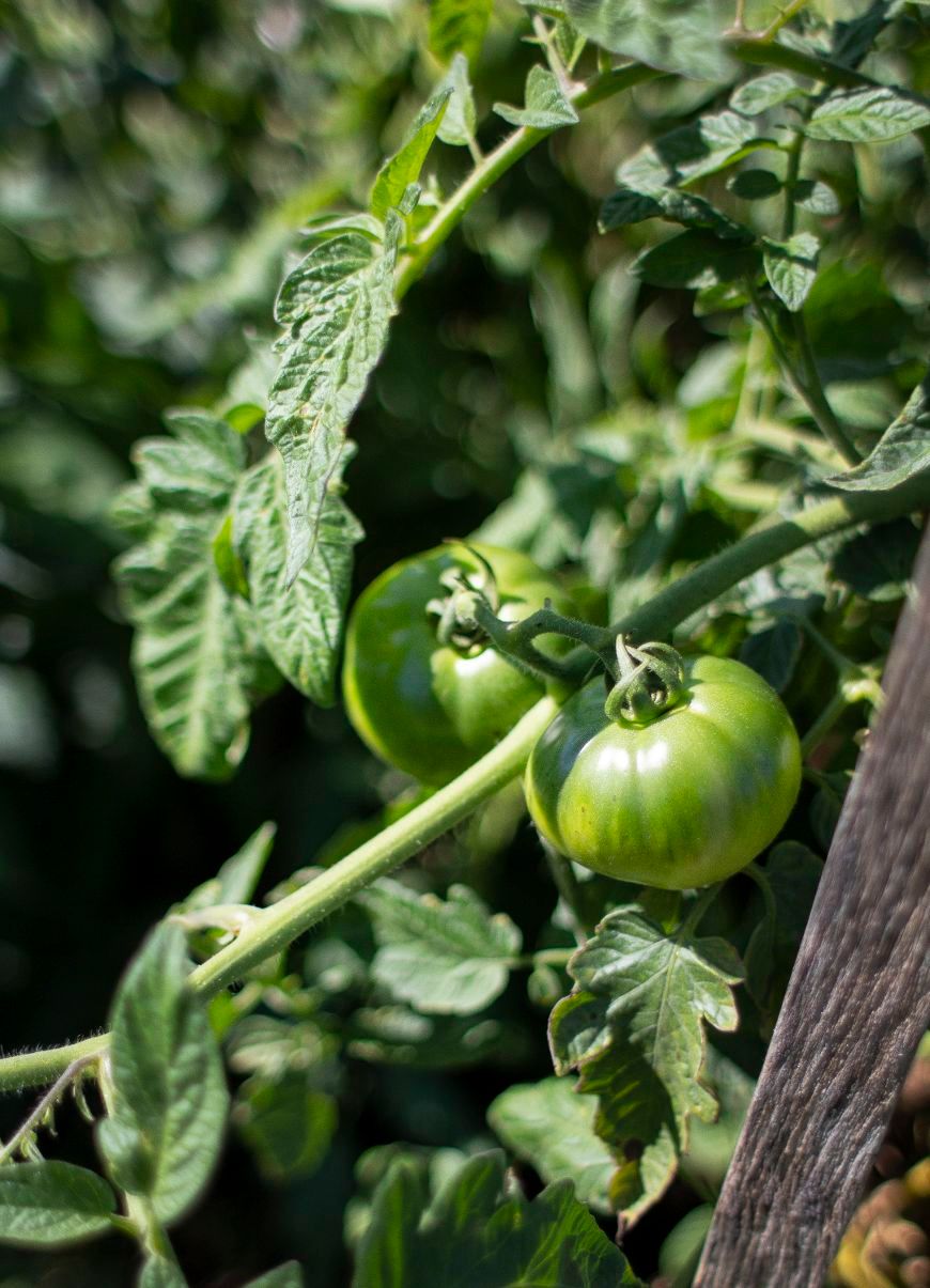 Tomatoes-at-Maine-Prairie-Community-Garden-in-St.-Cloud's-Diocese-Park-on-Sept.-11,-2022.-(Colleen-Harrison-for-The-Optimist)