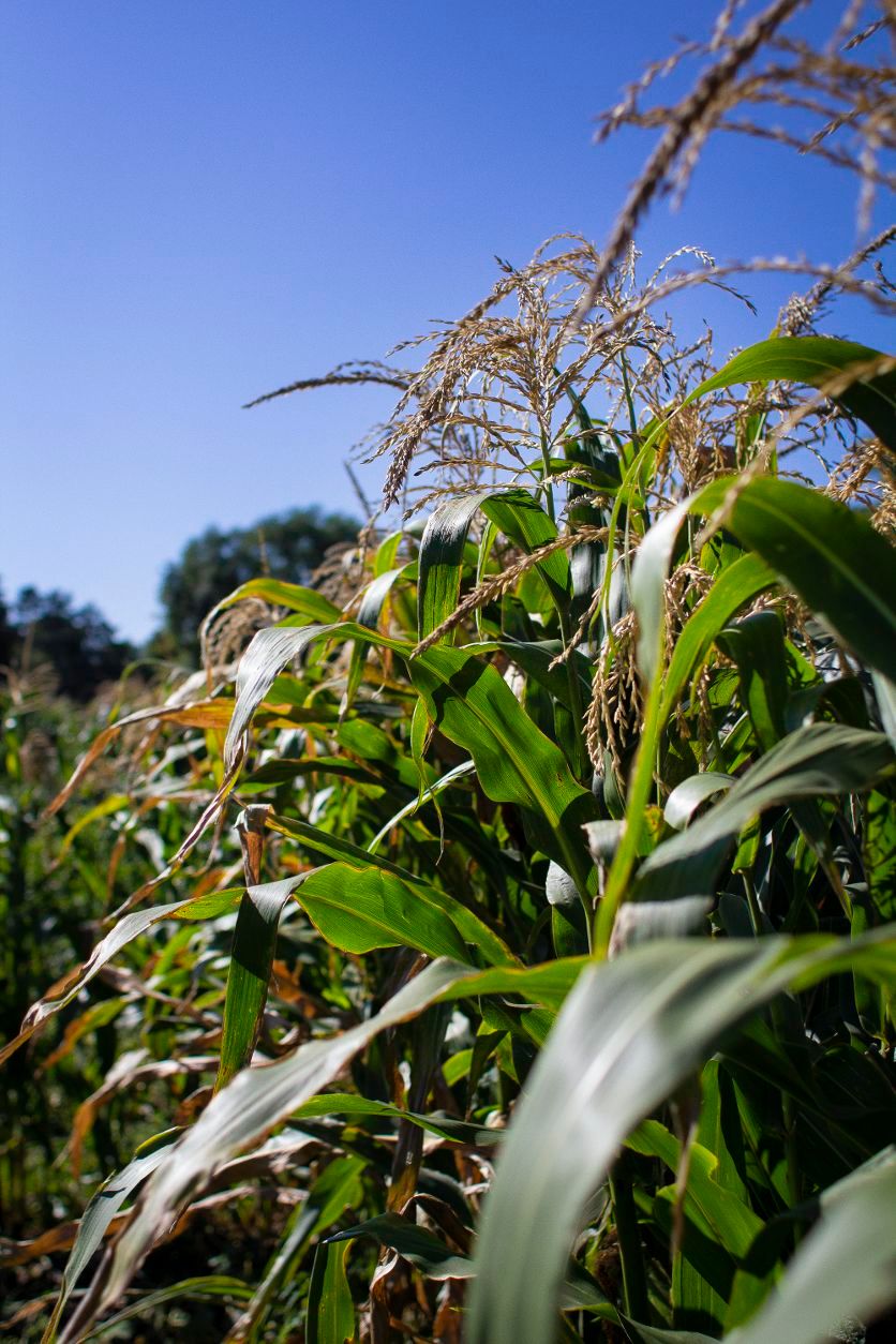 Corn-grows-at-Maine-Prairie-Community-Garden-in-St.-Cloud's-Diocese-Park-on-Sept.-11,-2022.-(Colleen-Harrison-for-The-Optimist)