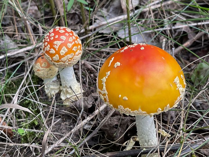Drawn by Nature: Find funky fungi late summer through early fall