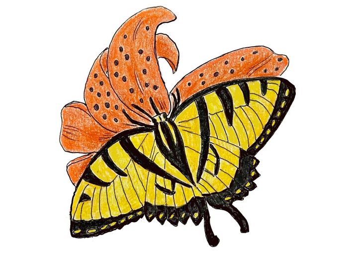 Pencil drawing of yellow and black swallowtail butterfly on an orange, spotted tiger lily bloom.