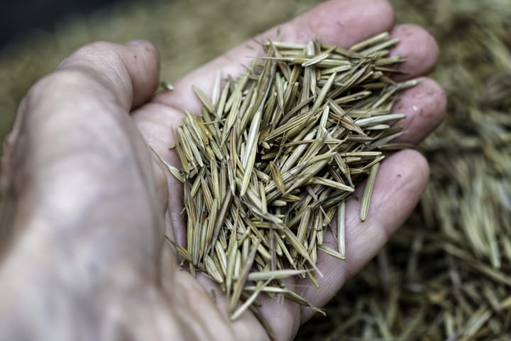 What's made at a wild rice house in northern Minnesota? Food, community, and more