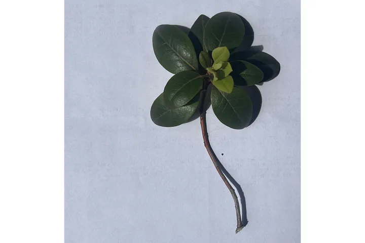 Dive into biophilia - the place where nature meets art - this summer