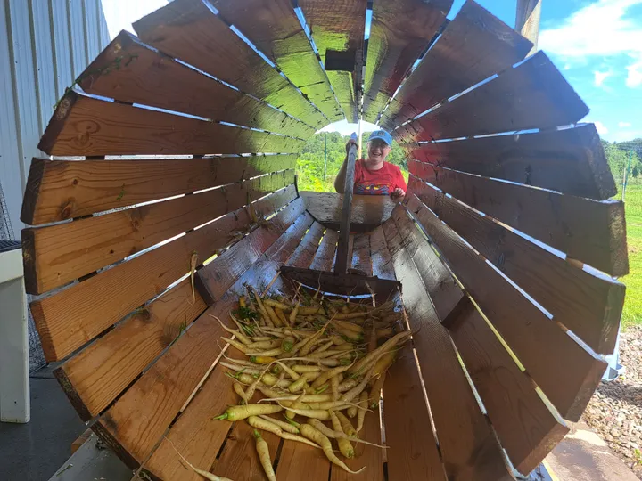 Carrots are seen at the end of a wooden barrel that sits horizontally on a stand outside.