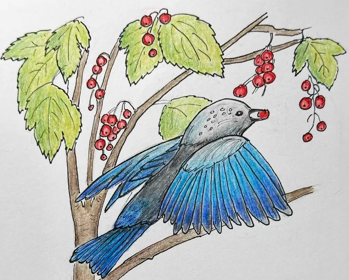 An illustration of a bluebird eating fruit from a currant bush. The bird's wings are blue. Its body is black and gray. It sits on a brown limb of the bush eating red berries. 