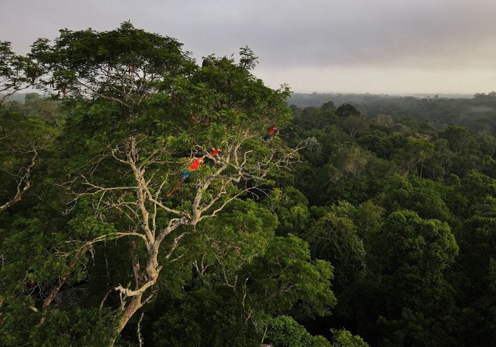 Macaws sit on a tree at the Amazon rainforest in Manaus, Amazonas State, Brazil on October 26, 2022. (REUTERS/Bruno Kelly/Fil