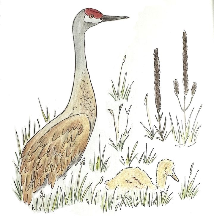 Drawing of a sandhill crane and colt by Lisa Meyers McClintick