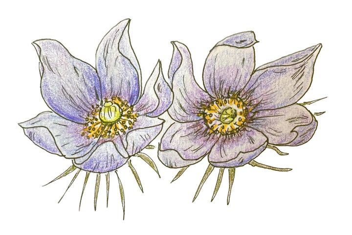 Drawing of two pasque flowers blooming by Lisa Meyers McClintick.