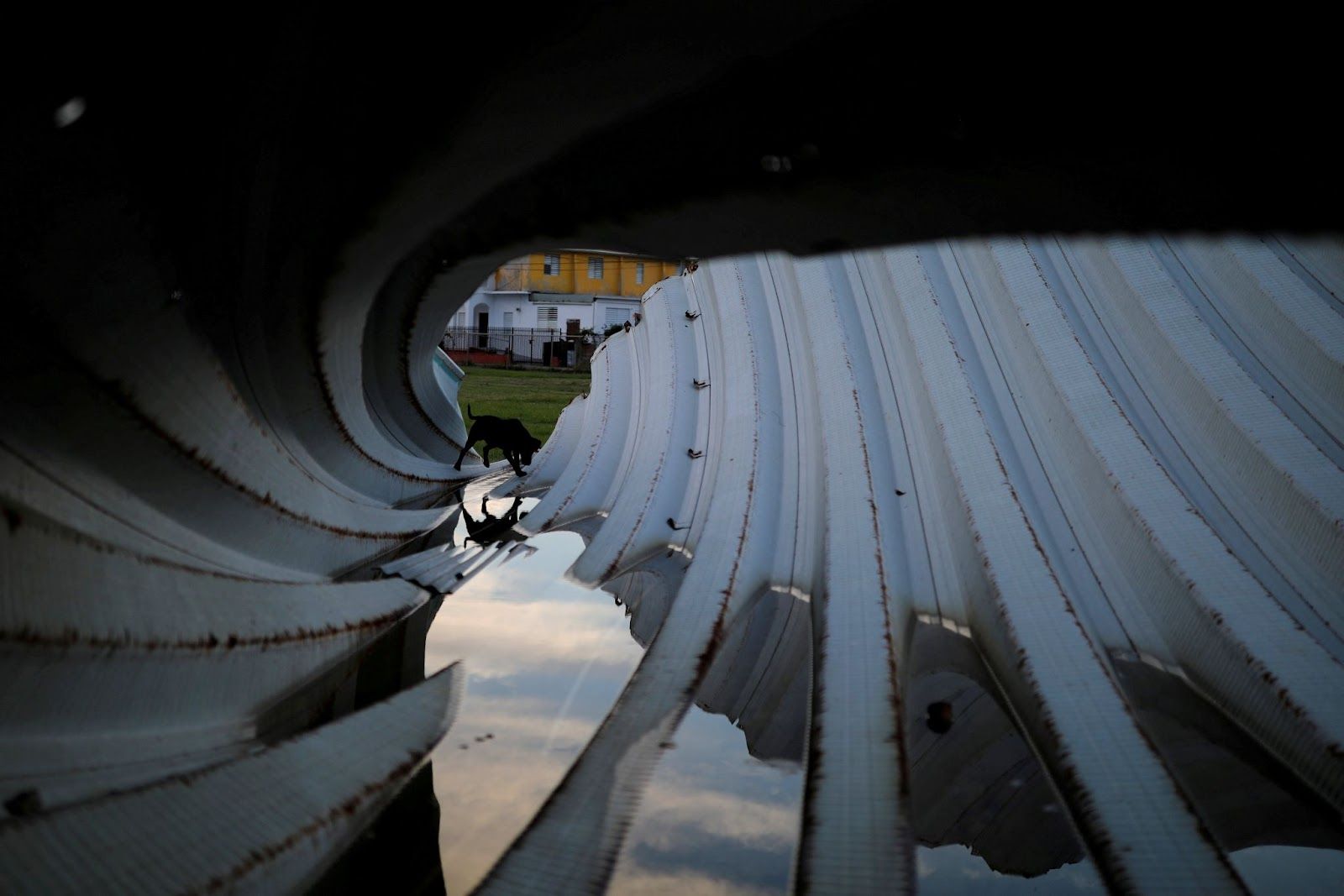 A dog passes by pieces of metal roof in Loiza, Puerto Rico, on September 17, 2018, an area affected by Hurricane Maria, which devastated the island. (REUTERS/Carlos Barria TPX IMAGES OF THE DAY)