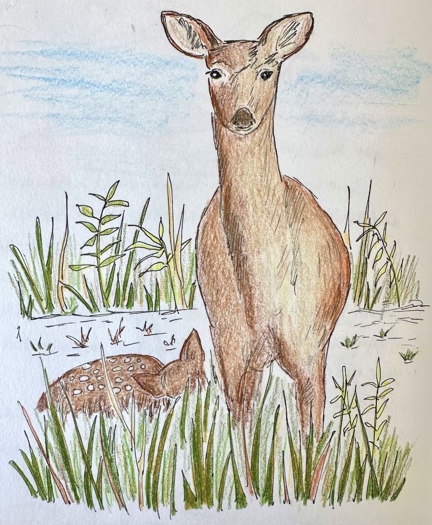 Drawing of a deer and fawn at the Sherburne National Wildlife Refuge by Lisa Meyers McClintick