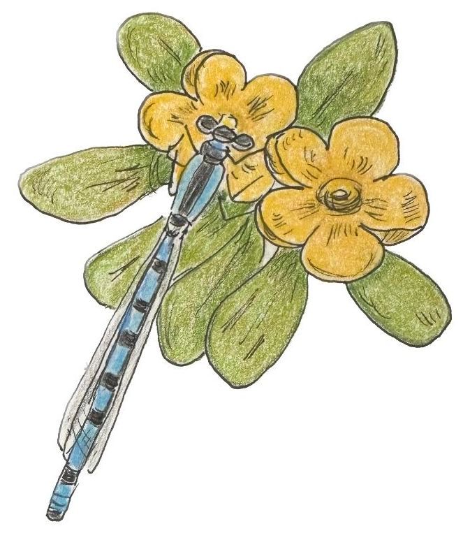 Drawing of a blue damselfly on hoary puccoon by Lisa Meyers McClintick