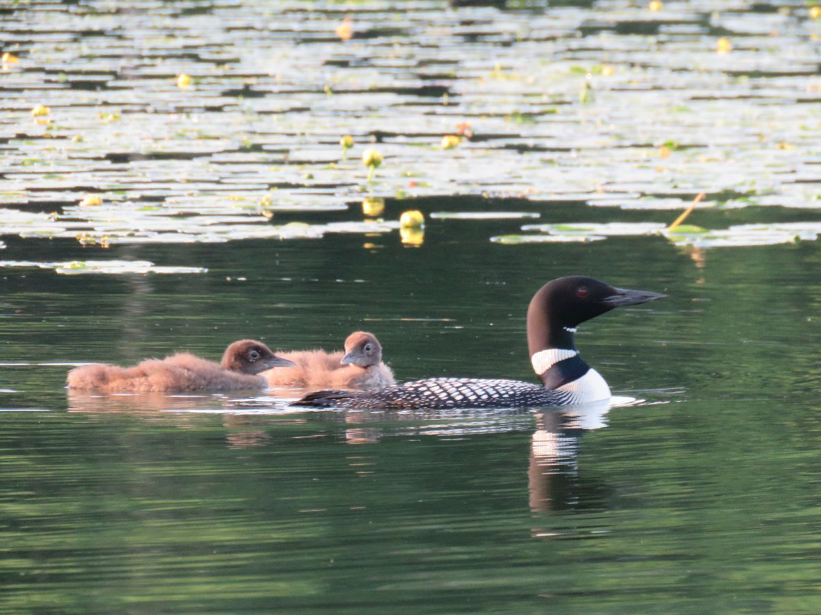 Loon and babies in northern Minnesota (Courtesy of Lisa Meyers McClintick)