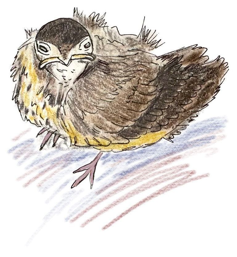 Sketch of a baby robin by Lisa Meyers McClintick