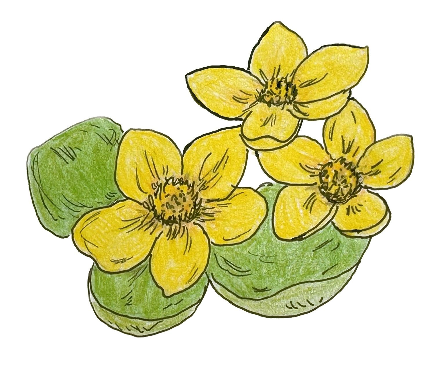 Drawing of a marsh marigolds by Lisa Meyers McClintick.