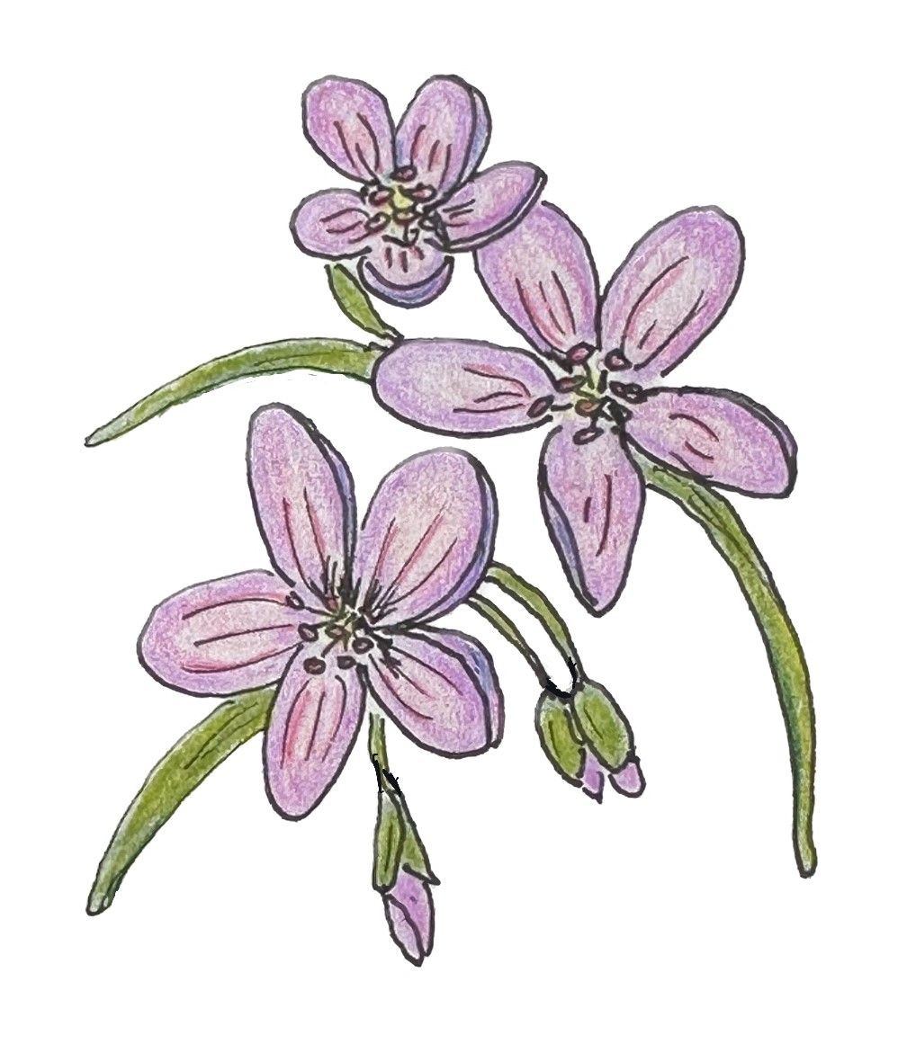 Drawing of the wildflower spring beauty by Lisa Meyers McClintick.