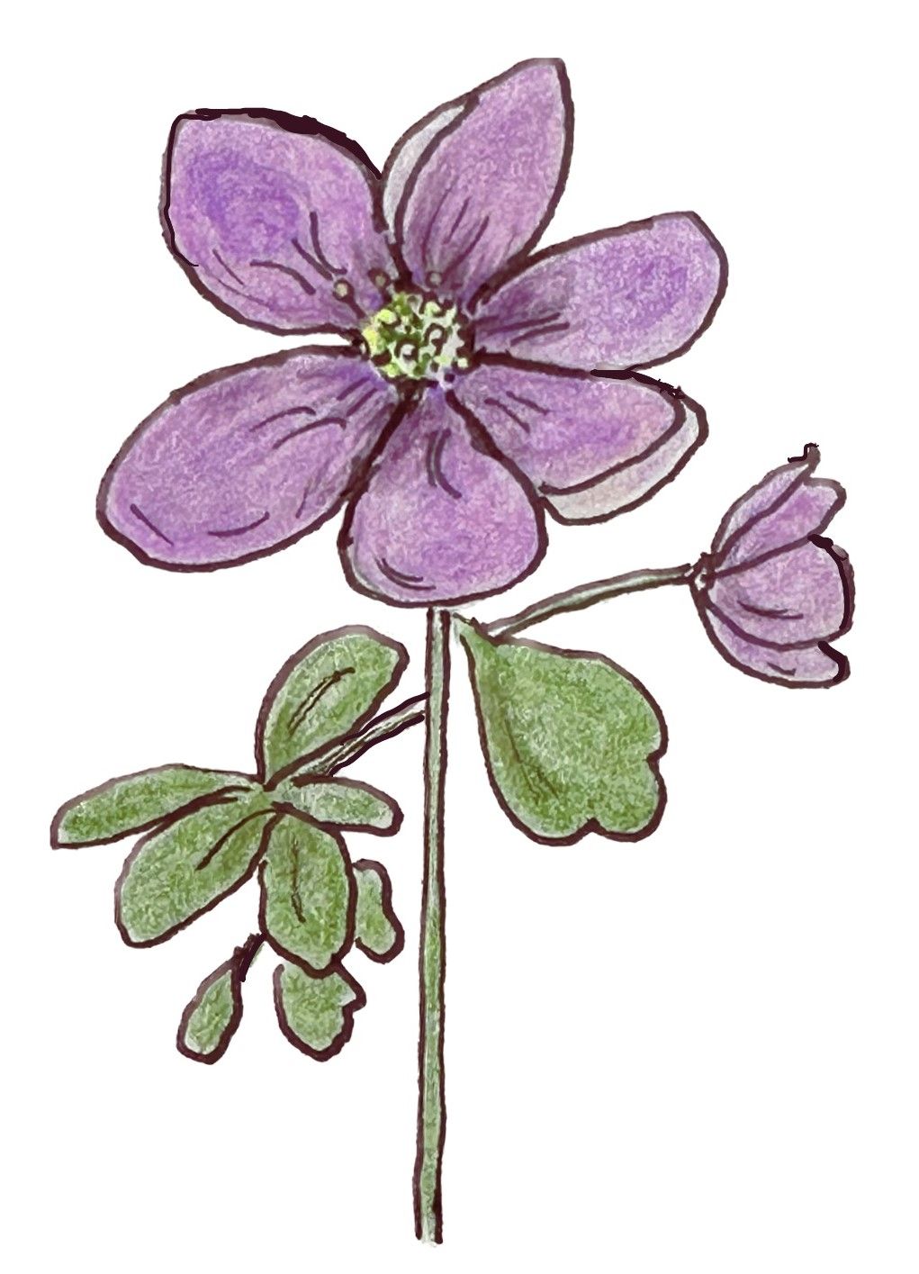 Drawing of a purple rue anemone by Lisa Meyers McClintick.