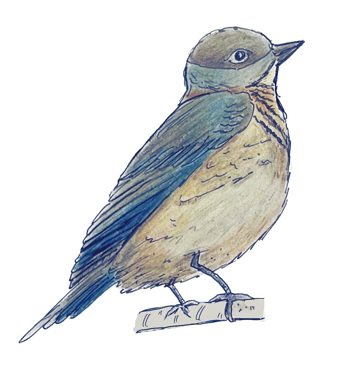 Bluebird drawing by Lisa Meyers McClintick.